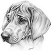Animal Portrait Artist